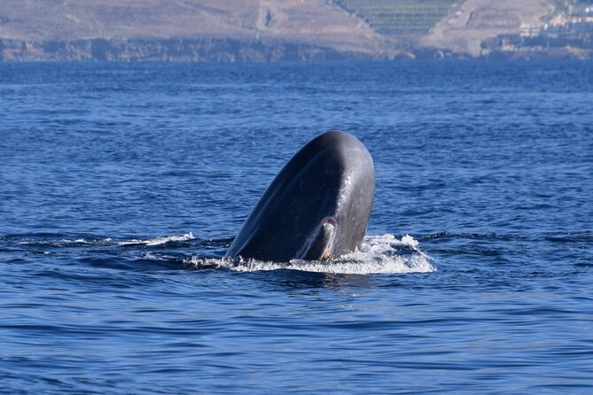 Bonadea II Ecological Whale Watching, 2 hours - Key points to know before you book