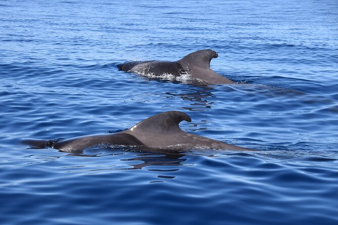 Bonadea II Ecological Whale Watching, 2 hours - Why Tenerife’s southern coast is good for whale watching