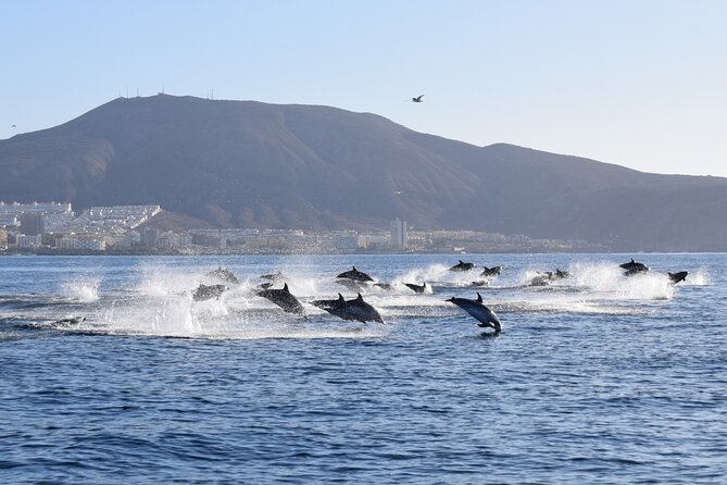 Bonadea II Ecological Whale Watching, 2 hours - What the two-hour route feels like