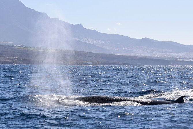 Bonadea II Ecological Whale Watching, 2 hours - The value of a six-person boat