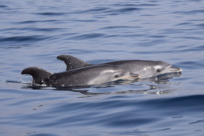 Bonadea II Ecological Whale Watching, 2 hours - Price, timing, and what you receive for $78.64