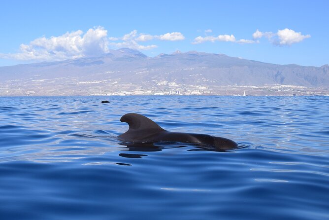 Bonadea II Ecological Whale Watching, 2 hours - Who should choose this whale-watching trip
