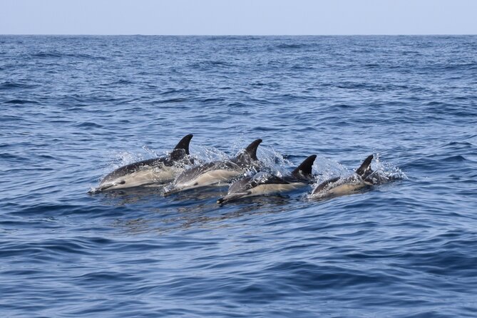 Bonadea II Ecological Whale Watching, 2 hours - Captain Sergio’s approach to wild animals