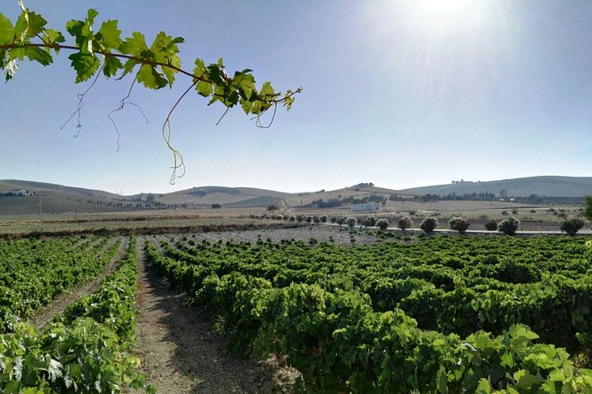 Cadiz and Jerez Day Trip from Seville - Free time in Cádiz: coast, lunch, and choices