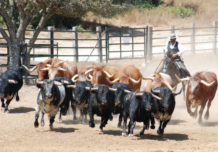 Cadiz: Andalusian Horses and Bulls Country Show - Key points to know before booking