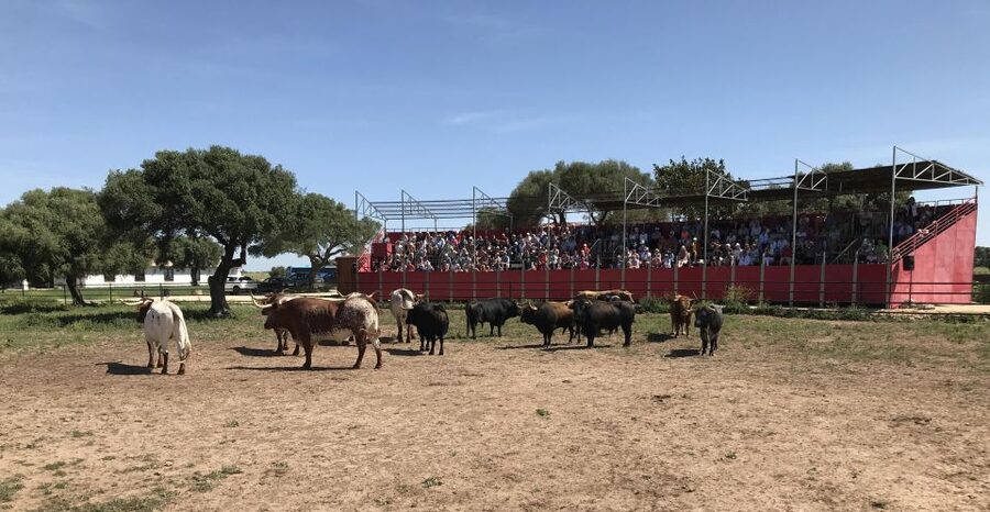Cadiz: Andalusian Horses and Bulls Country Show - Andalusian horses and the Alvaro Domecq tradition