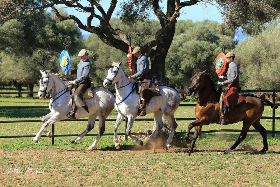 Cadiz: Andalusian Horses and Bulls Country Show - What the 1.5-hour program feels like