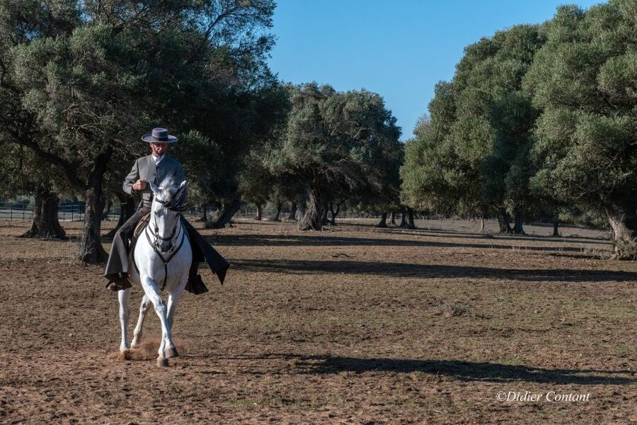 Cadiz: Andalusian Horses and Bulls Country Show - Who will enjoy this Cadiz activity