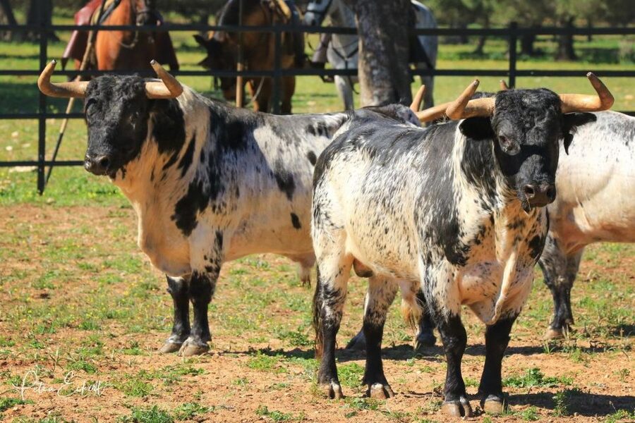 Cadiz: Andalusian Horses and Bulls Country Show - Practical tips for a smoother visit
