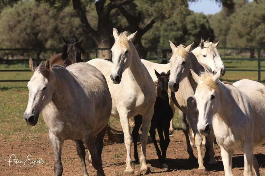 Cadiz: Andalusian Horses and Bulls Country Show - The bull country behind the show
