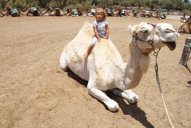 Camel Riding in Maspalomas Dunes - Booking Advice and Cancellation Terms