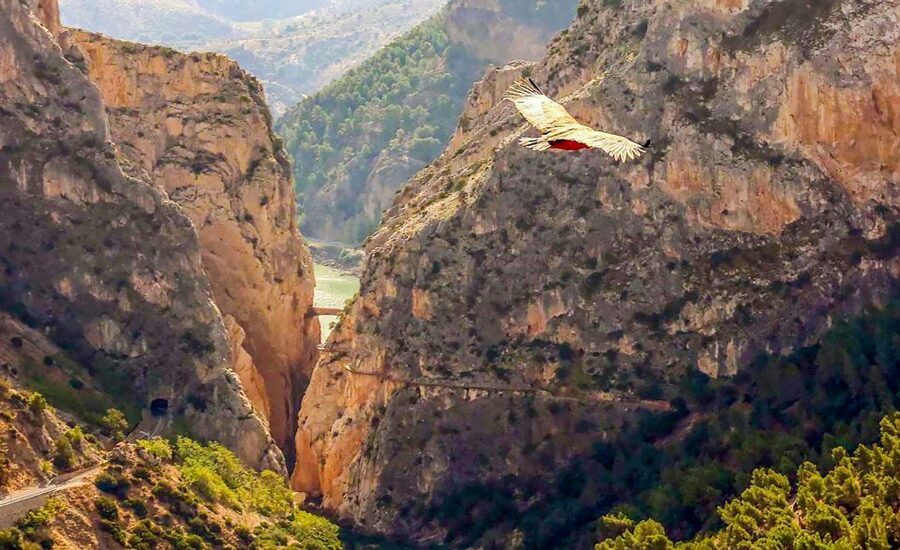 Caminito del Rey: Guided Tour and Entry Ticket - Walking beneath 400-meter cliffs