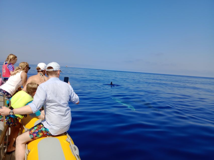 Can Picafort: Dolphin Watching Boat Tour with Swimming - Returning along Mallorca’s rocky north coast