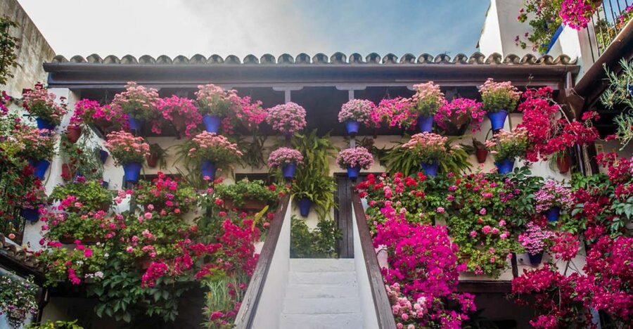 Córdoba: Guided Tour of the Patios - Meeting at the Royal Stables