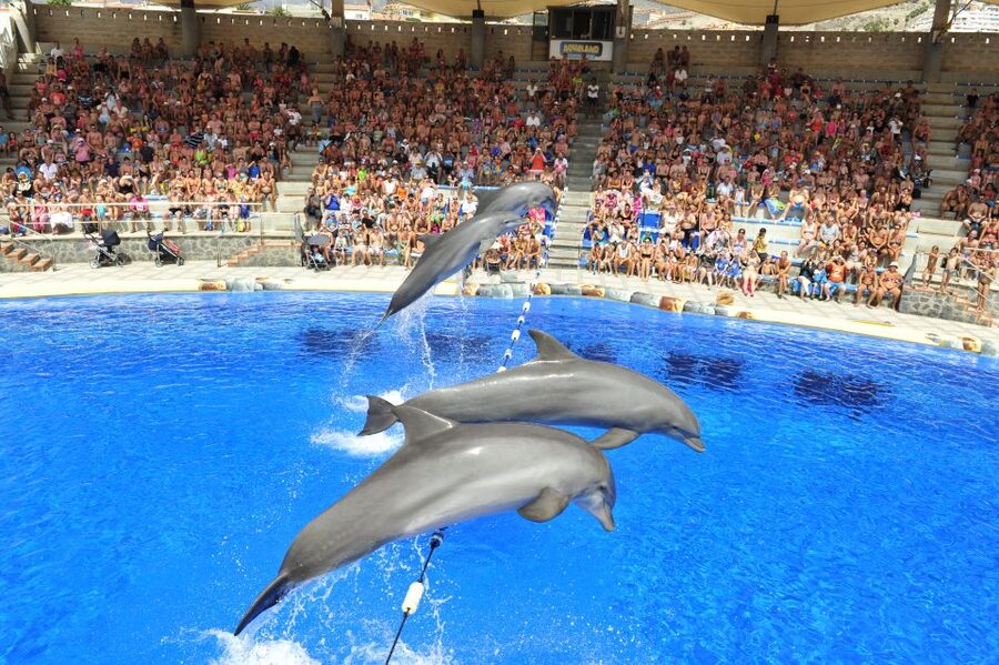 Costa Adeje: Aqualand Water Park Ticket with Dolphin Show - Getting Into Aqualand Costa Adeje