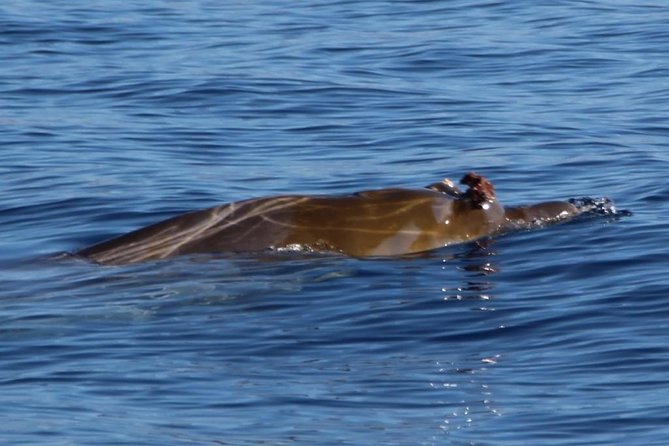 Costa Adeje | Cetacean sighting in Tenerife South - A small boat with a serious purpose