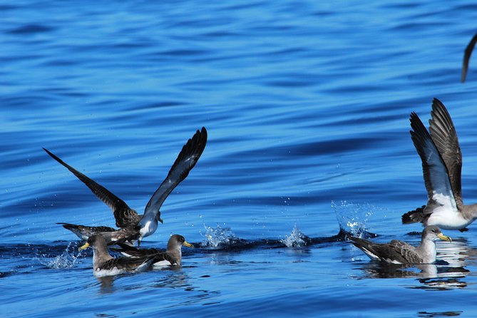Costa Adeje | Cetacean sighting in Tenerife South - Comfort, sun, and motion sickness