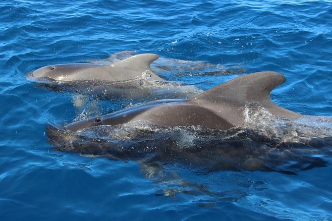Costa Adeje | Cetacean sighting in Tenerife South - Who will enjoy this experience most?