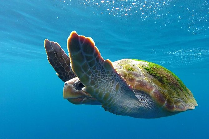 Costa Adeje | Cetacean sighting in Tenerife South - What the 2.5-hour route feels like