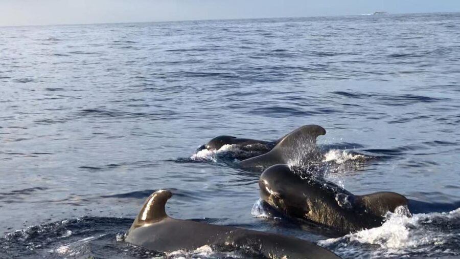 Costa Adeje: Whale and Dolphin Cruise with Food and Pickup - Key points before you book
