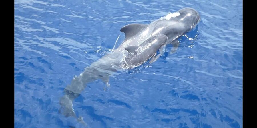 Costa Adeje: Whale and Dolphin Cruise with Food and Pickup - Setting out from Puerto Colon