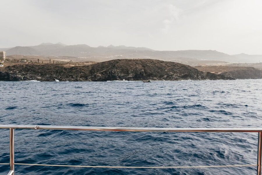Costa Adeje: Whale & Dolphin Eco-Cruise with Snacks & Drinks - The swim stop and Atlantic conditions
