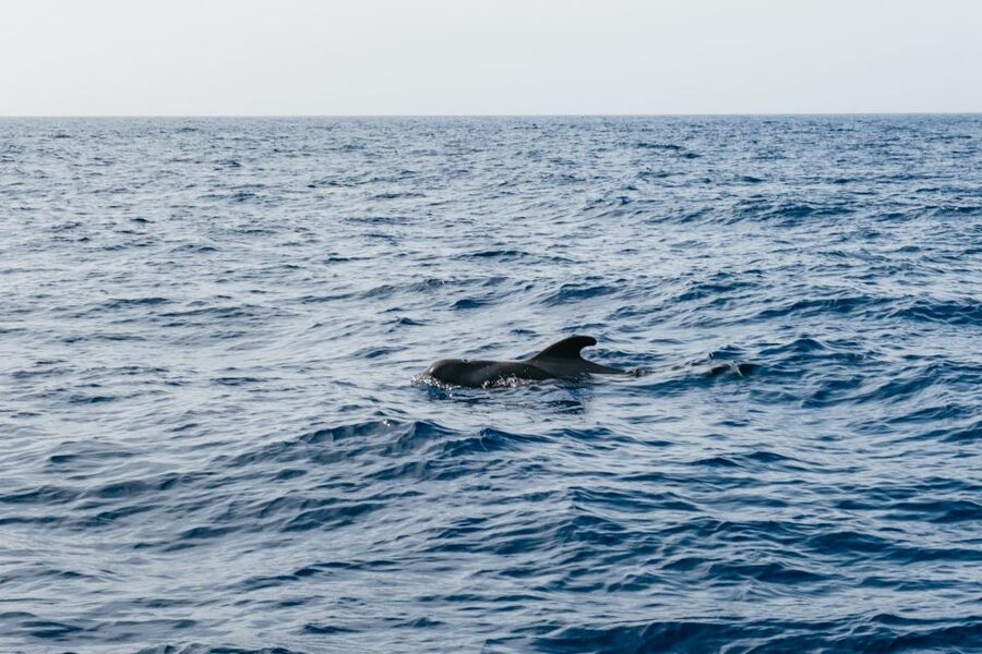Costa Adeje: Whale & Dolphin Eco-Cruise with Snacks & Drinks - Choosing the five-hour Los Gigantes option