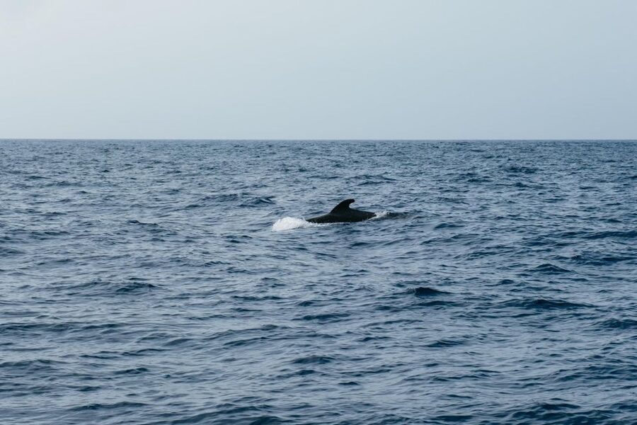Costa Adeje: Whale & Dolphin Eco-Cruise with Snacks & Drinks - Who will enjoy this boat trip most