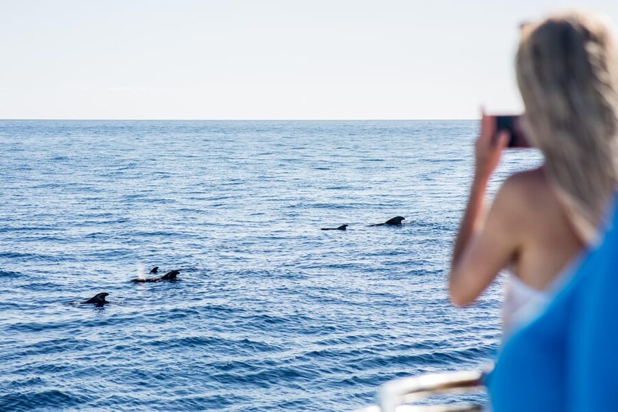 Costa Adeje: Whale & Dolphin Submarine Vision Mini Cruise - Key things to know before you sail