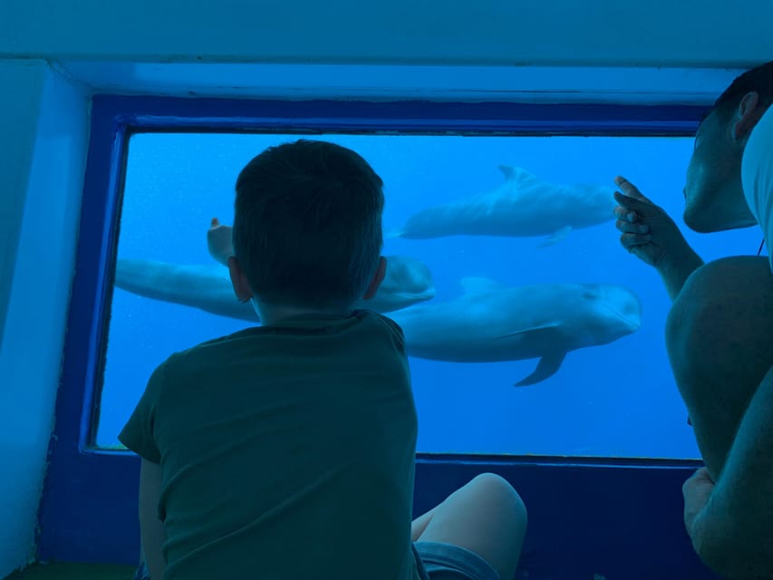 Costa Adeje: Whale & Dolphin Submarine Vision Mini Cruise - What the underwater windows are really like