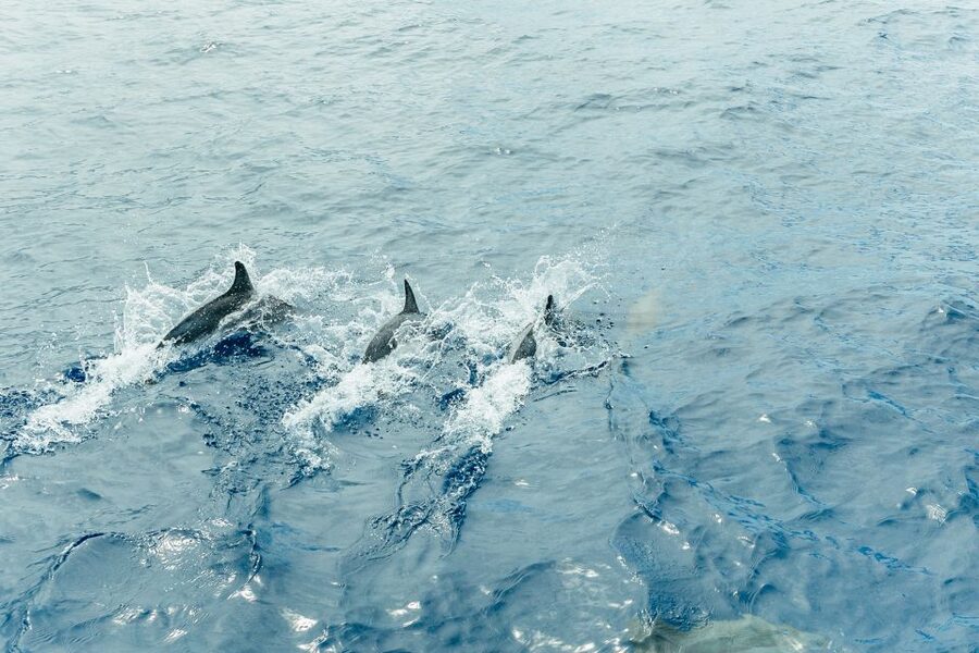 Costa Adeje: Whale & Dolphin Submarine Vision Mini Cruise - The crew and multilingual commentary