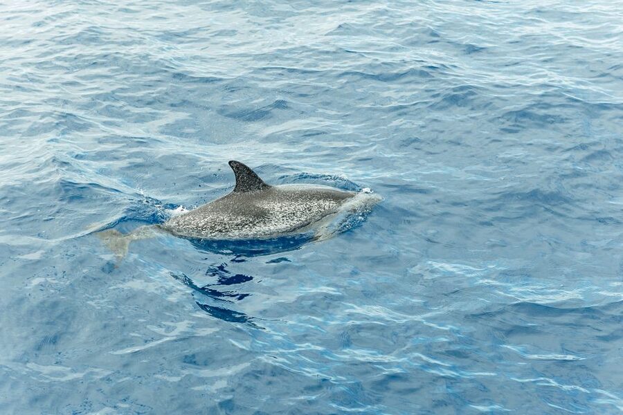 Costa Adeje: Whale & Dolphin Submarine Vision Mini Cruise - How the itinerary unfolds
