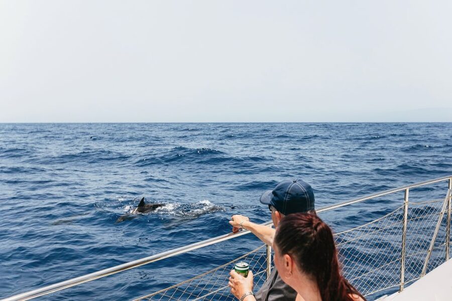 Costa Adeje: Whale Watching Catamaran Tour with Drinks - Key Points Before You Book