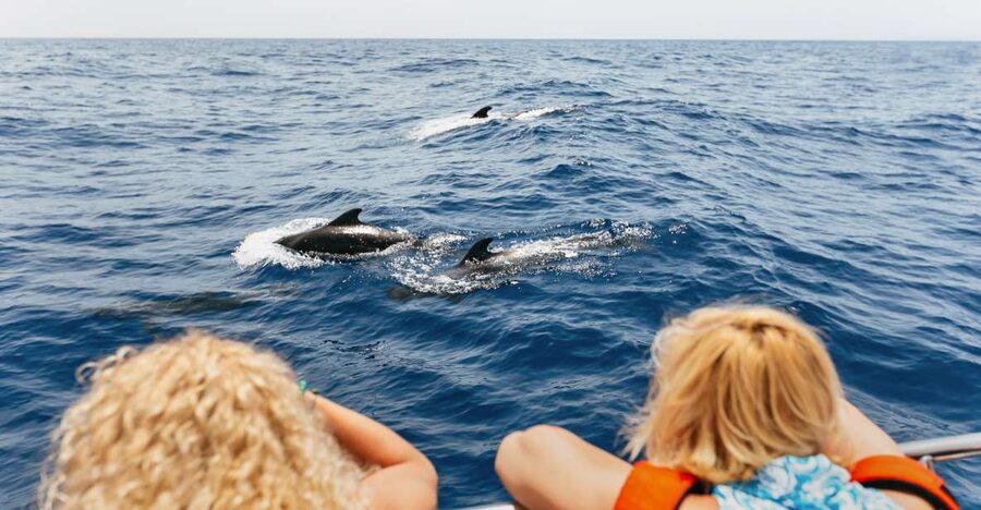 Costa Adeje: Whale Watching Catamaran Tour with Drinks - Dolphins, Fish Farms, and the Chance of a Giant Squid Story
