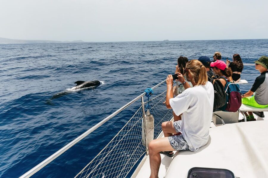 Costa Adeje: Whale Watching Catamaran Tour with Drinks - What the Boat Feels Like in Real Conditions