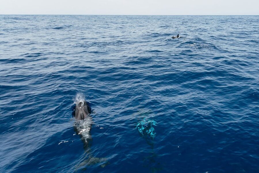 Costa Adeje: Whale Watching Catamaran Tour with Drinks - Pilot Whales That Live Near Tenerife