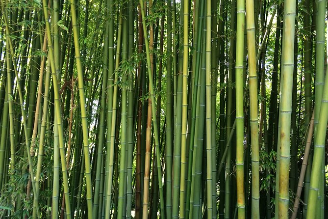 Costa Brava & Medieval Village Tour with Lunch - Marimurtra Botanical Gardens above the sea