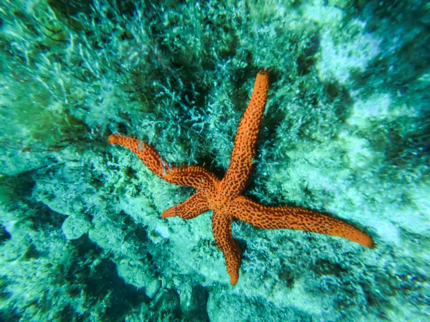 Costa Brava: Sea Caves Kayaking and Snorkeling Tour - Should you book the S’Agaró kayaking tour?
