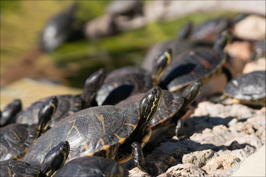 Costa d'en Blanes: Entry Ticket for Marineland Mallorca - Sea lions and exotic birds add variety