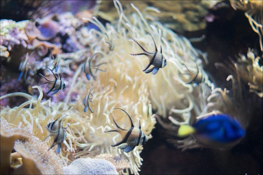 Costa d'en Blanes: Entry Ticket for Marineland Mallorca - Three aquariums bring sharks and tropical fish close