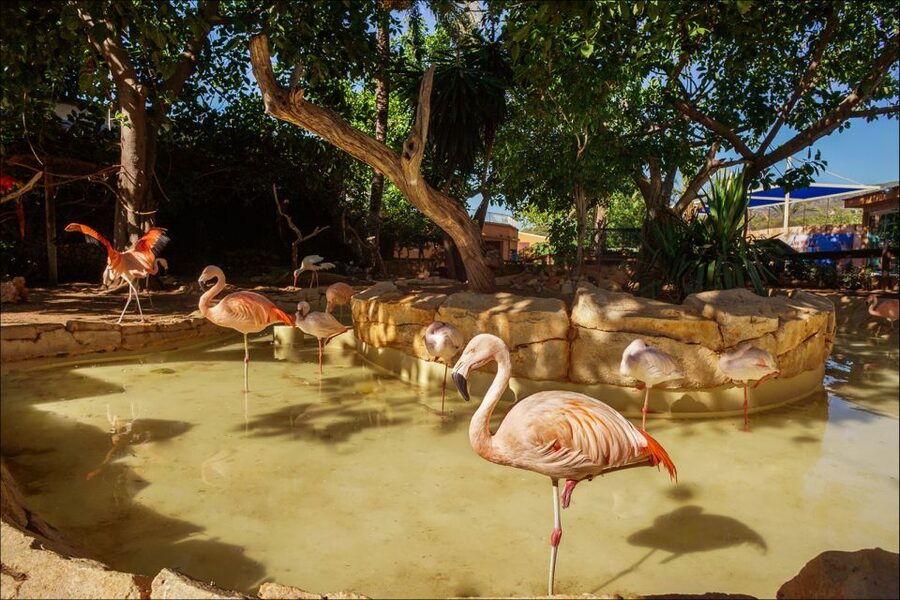 Costa d'en Blanes: Entry Ticket for Marineland Mallorca - The dolphin shows are the main event
