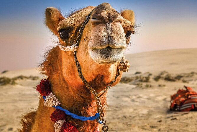 Cultural excursion for one day to Tangier with ferry included - At a glance: what this Tangier excursion includes