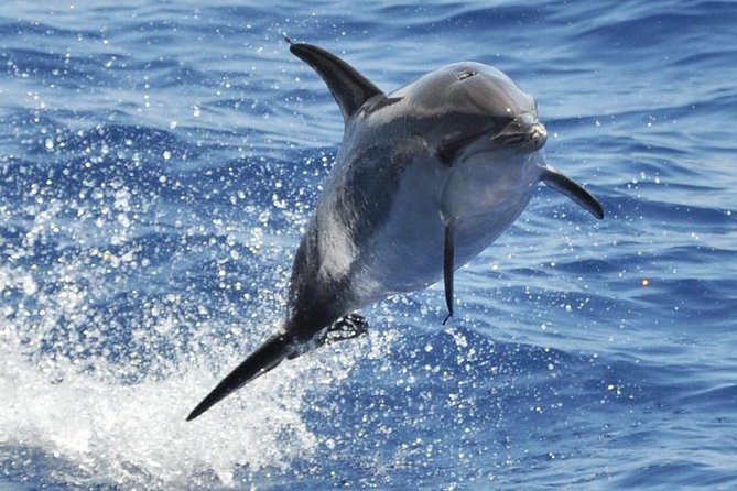 Dolphin and Whale Cruise in Puerto Rico, Gran Canaria - Key points to know before you book