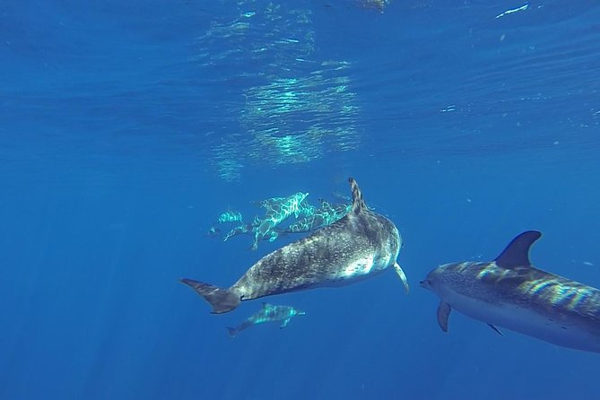 Dolphin and Whale Cruise in Puerto Rico, Gran Canaria - Why this Puerto Rico cruise is worth considering