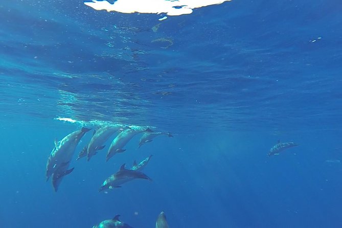 Dolphin and Whale Cruise in Puerto Rico, Gran Canaria - What happens aboard Spirit of the Sea
