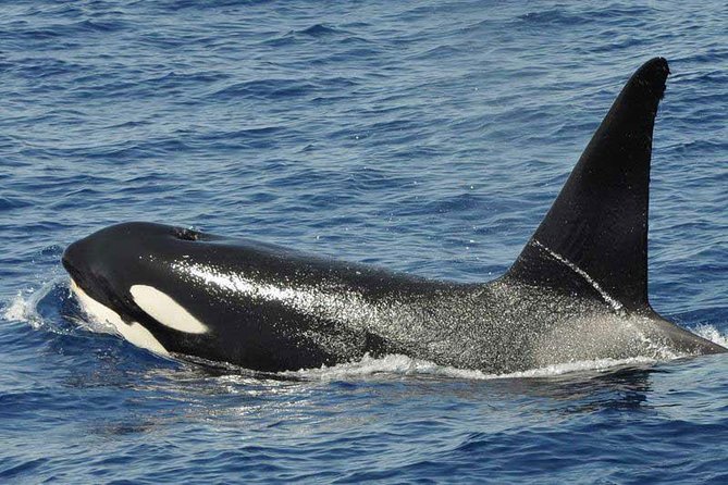 Dolphin and Whale Cruise in Puerto Rico, Gran Canaria - The wildlife search, where patience matters