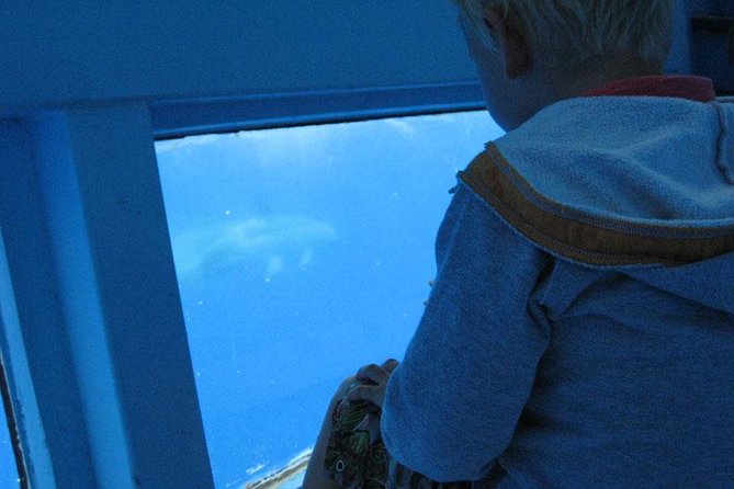 Dolphin and Whale Cruise in Puerto Rico, Gran Canaria - The swim stop and glass-bottom viewing