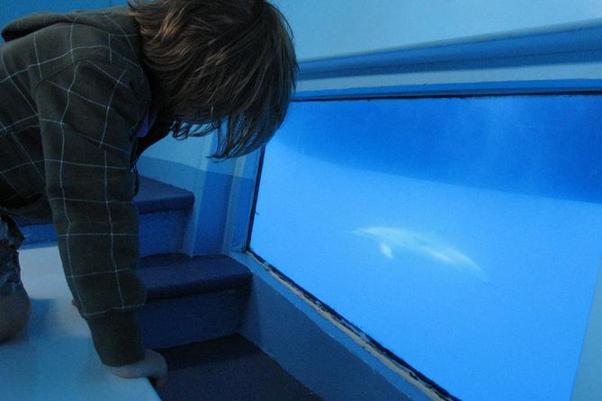 Dolphin and Whale Cruise in Puerto Rico, Gran Canaria - Rough water and seasickness: the real concern