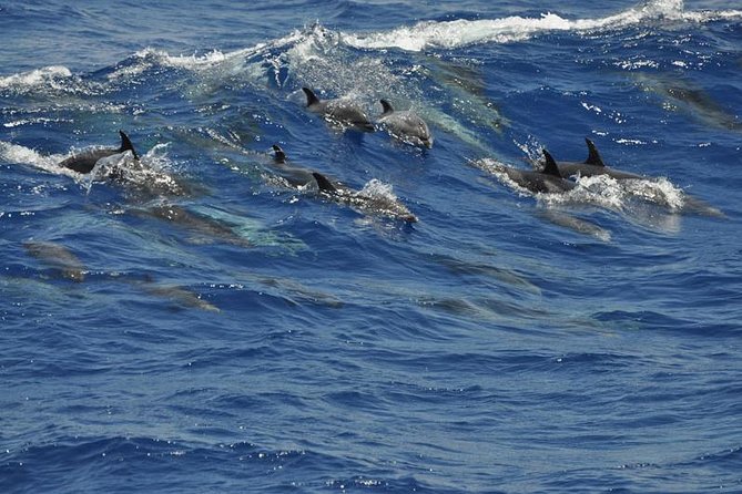 Dolphin and Whale Cruise in Puerto Rico, Gran Canaria - Price, value, and what you actually receive