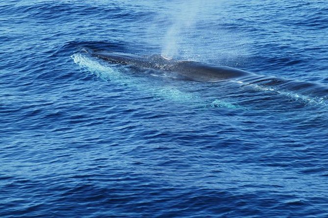 Dolphin and Whale Cruise in Puerto Rico, Gran Canaria - Safety, animal care, and the group atmosphere